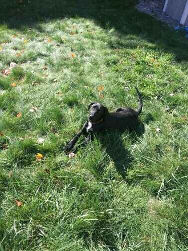 NWR: furbabies