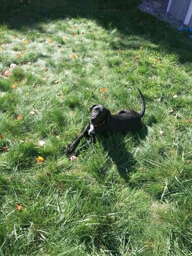 NWR: furbabies