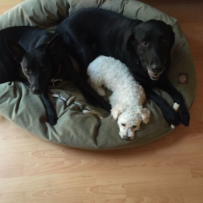 Fur Babies! :)