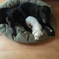 Fur Babies! :)