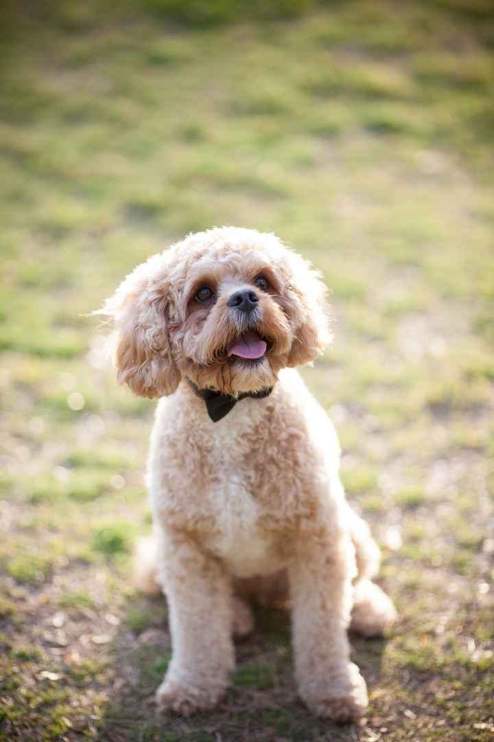 Show me your Furbabies!