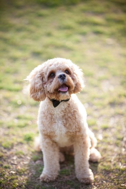 Show me your Furbabies!