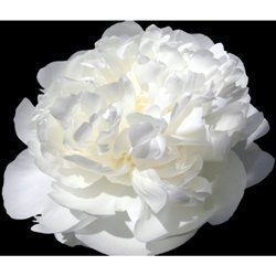 Please help me with my flowers!
