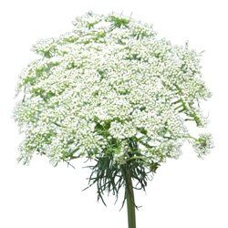 Please help me with my flowers!