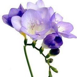 Please help me with my flowers!