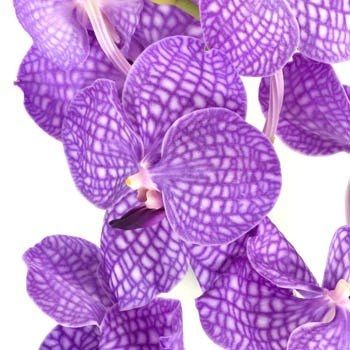 Please help me with my flowers!