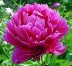 What are the best "Summer" flowers?