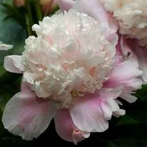 Please help me with my flowers!