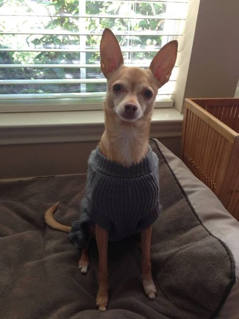 Brag Post - Pet Edition!