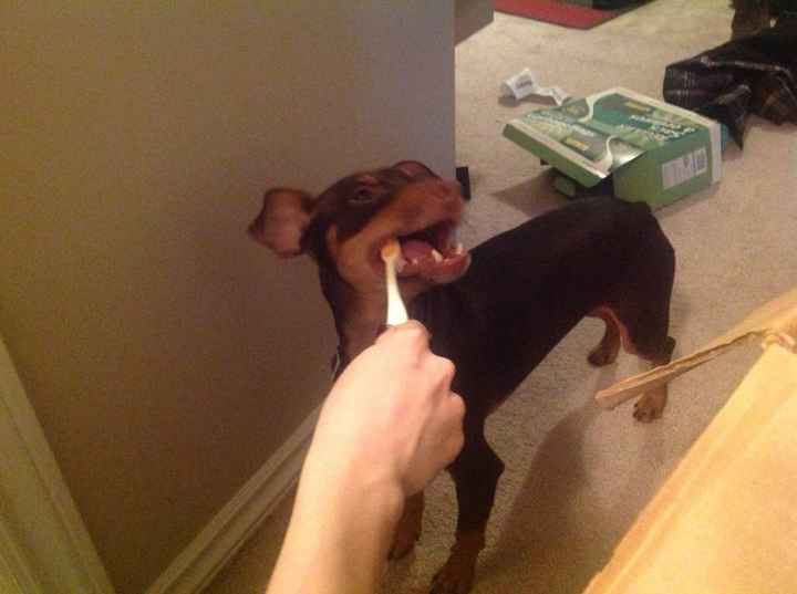 DOG DESTRUCTION