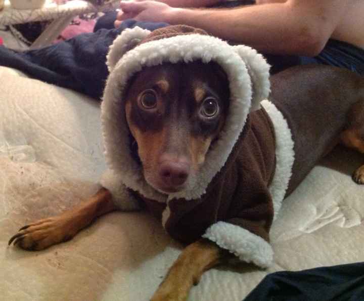 Show me your puppies!