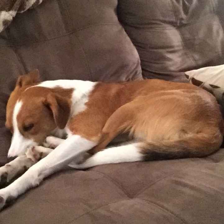 Show me your fur babies!