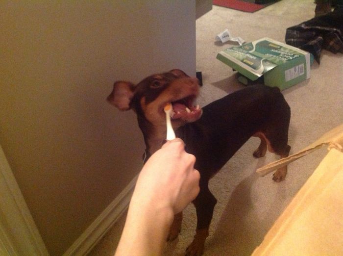 DOG DESTRUCTION