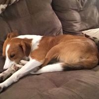 Today is National Pet Day! Let's see those fur babies :)