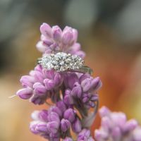 Newly Engaged Introduction