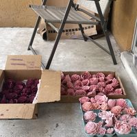 Sola vs. Ling’s Moments - 1