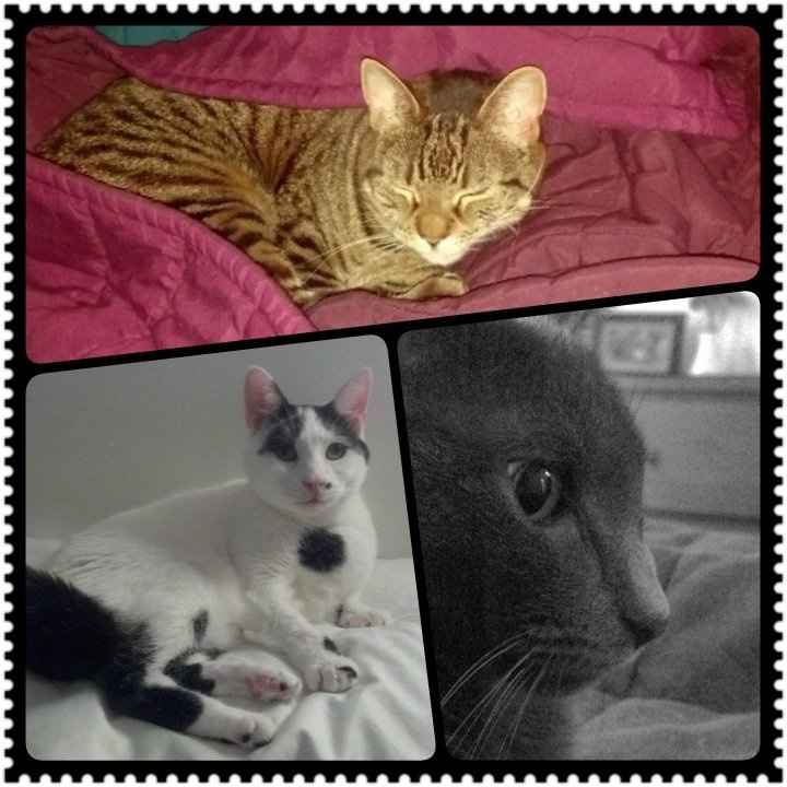 Fur babies :)