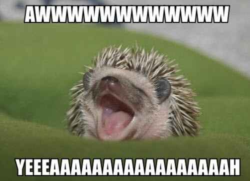 NWR: We finally got our baby hedgehog- cuteness off the charts!! *pics*