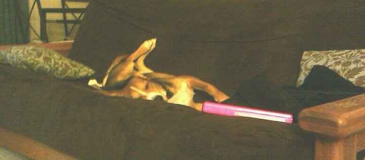 NWR Show me your furbabies