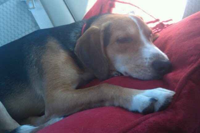 NWR Show me your furbabies