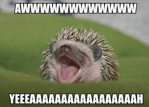 NWR: We finally got our baby hedgehog- cuteness off the charts!! *pics*