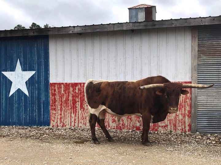 Any Houston area brides/grooms? - 3