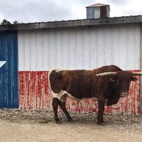 Any Houston area brides/grooms? - 3