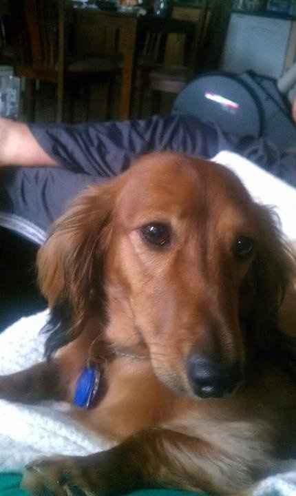 NWR- show me your pet!