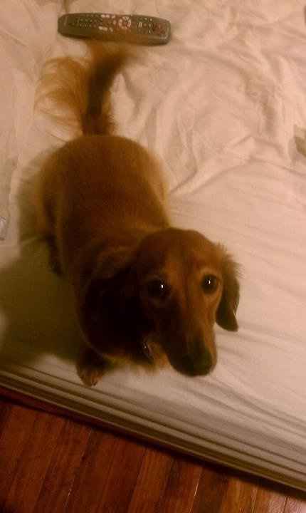 NWR- show me your pet!