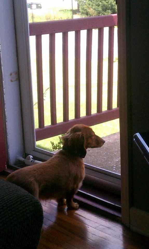 NWR- show me your pet!