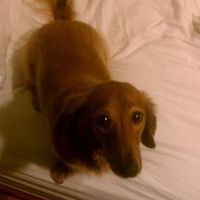 NWR- show me your pet!