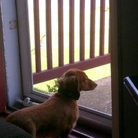 NWR- show me your pet!