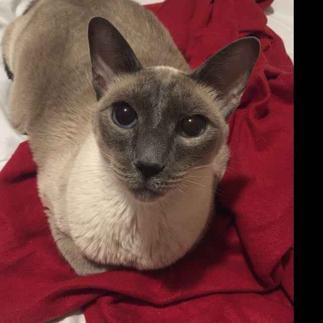 NWR: Show me your fur babies