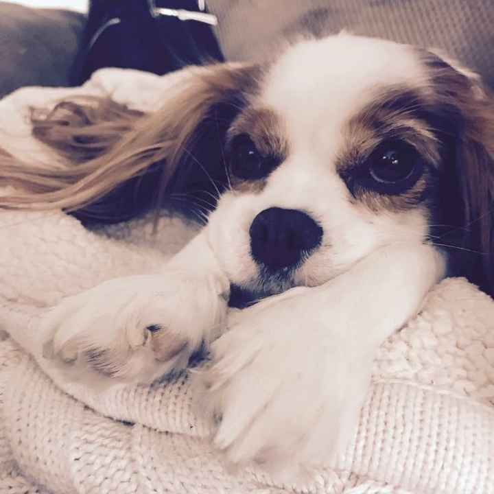 Nwr- show me your fur babies