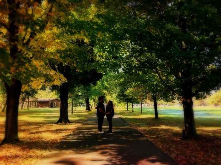 Gorgeous Fall trees along the path