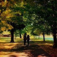 Gorgeous Fall trees along the path