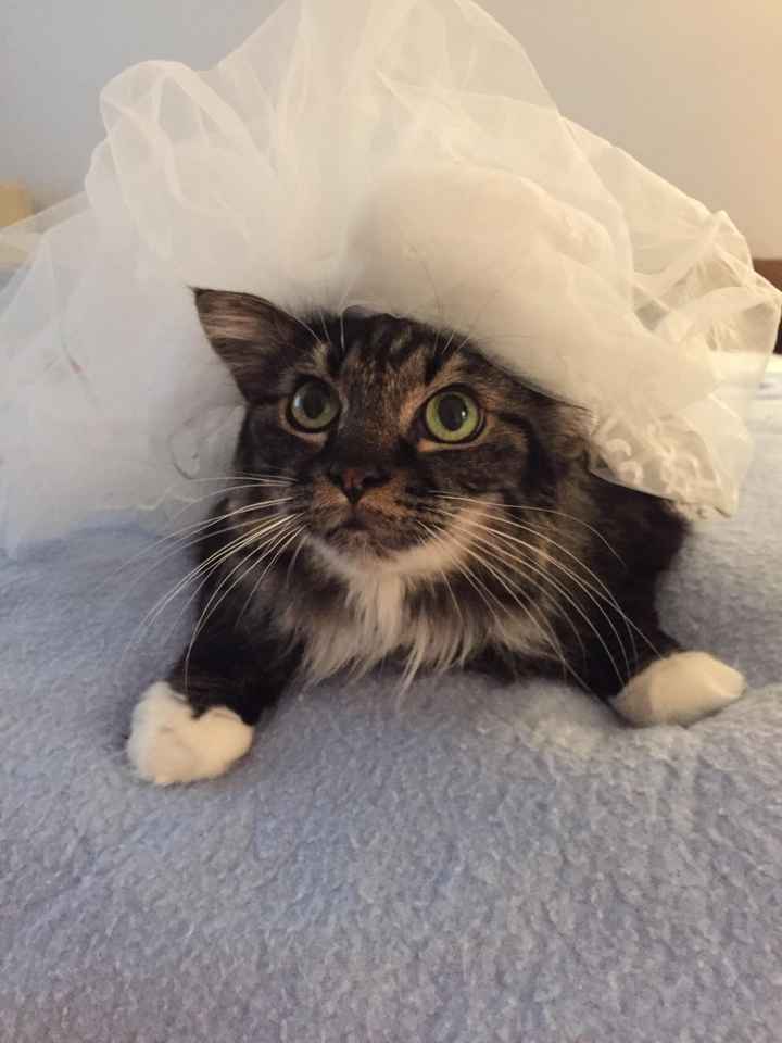 Sick dog. Post pretty things? 11