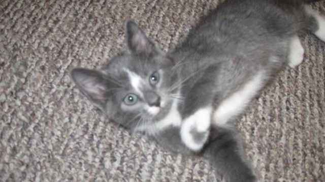 NWR: Help name our new kitten