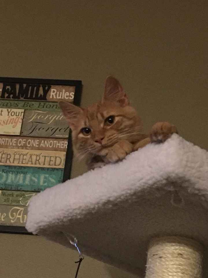 NWR: Tomorrow is National Cat Day!