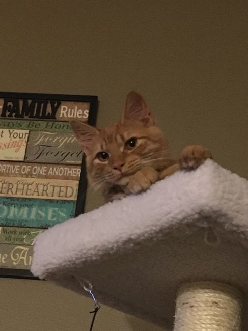 NWR: Tomorrow is National Cat Day!