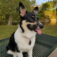 My Furbaby is my Ring Bearer