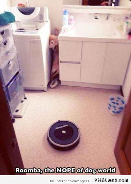 Does anyone own a Roomba?