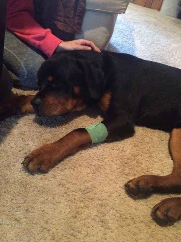 NWR: keep my puppy in your thoughts