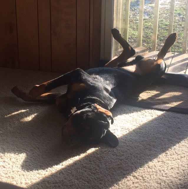 Positive thoughts and pictures of fluffy pets please