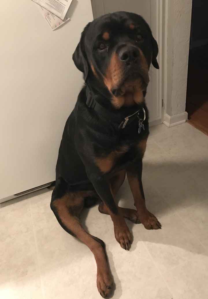 Show me your fur babies!