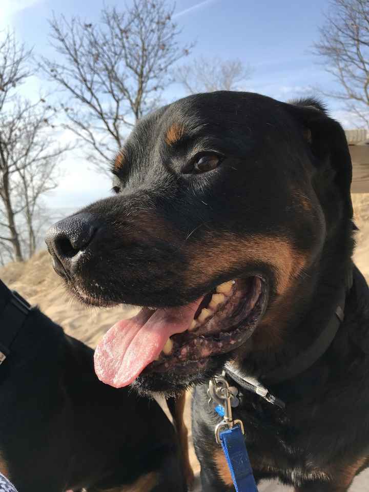 Show me your fur babies!