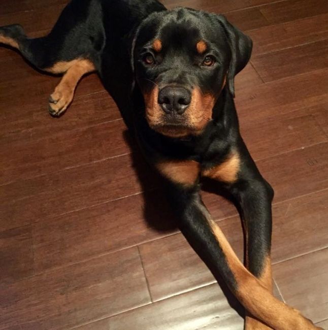 Nwr: my pup