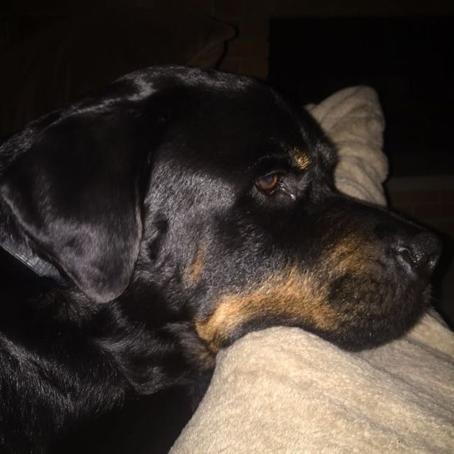 Nwr: my pup