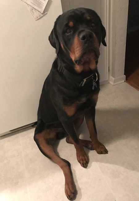 Show me your fur babies!