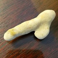 NSFW/NWR: Veggie Peen!!!!